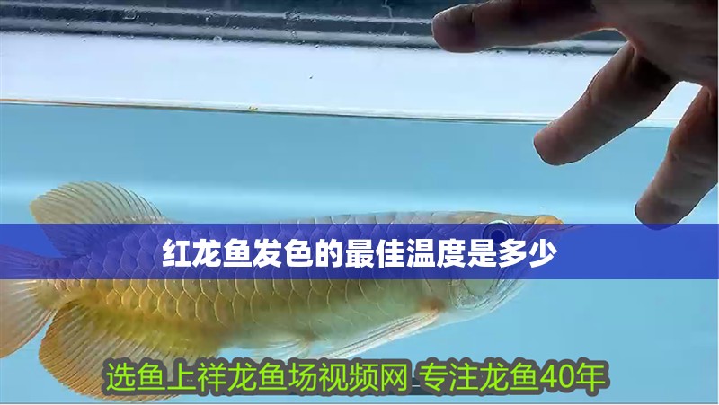 紅龍魚發色的最佳溫度是多少