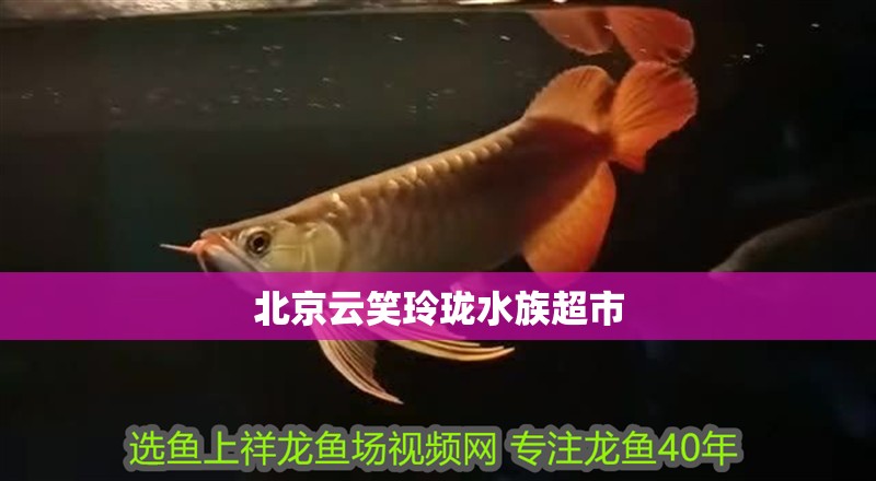 北京云笑玲瓏水族超市 北京云笑玲瓏水族超市 全國水族館企業(yè)名錄 第2張