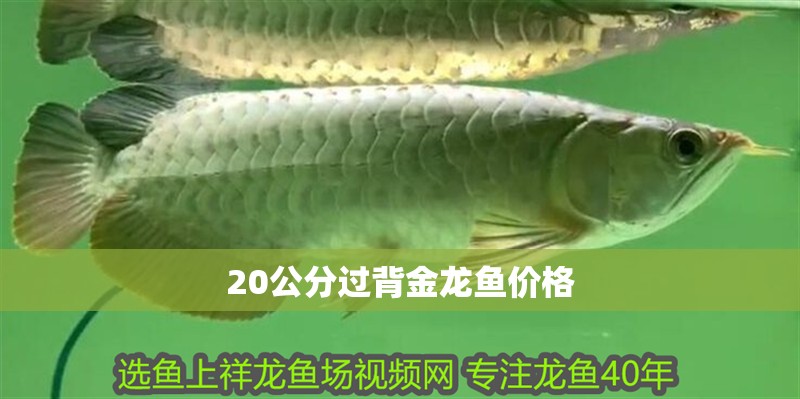 20公分過背金龍魚價格 20公分過背金龍魚價格 龍魚百科 第2張