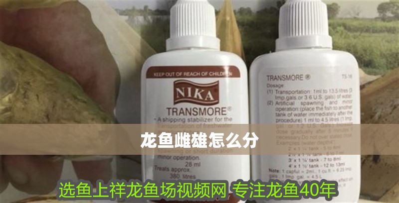 龍魚雌雄怎么分