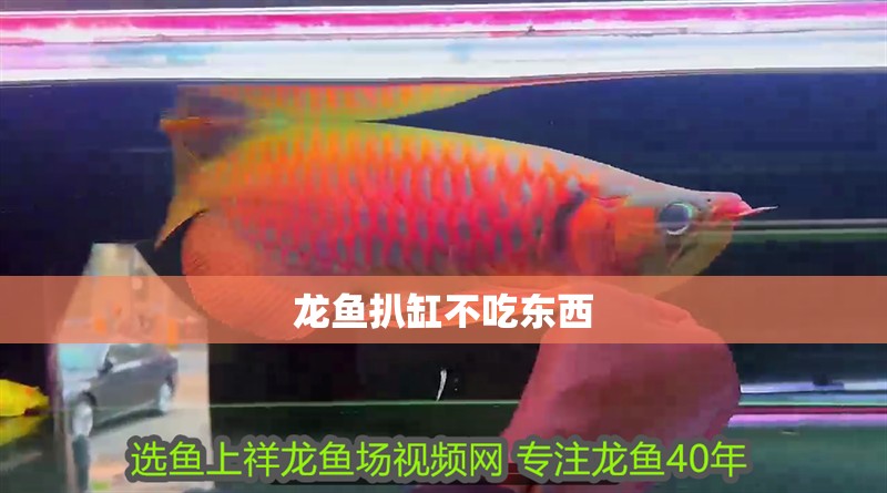 龍魚扒缸不吃東西