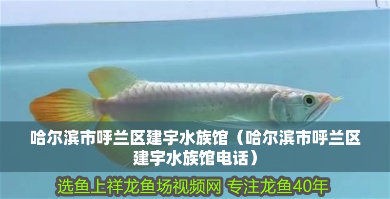 哈爾濱市呼蘭區(qū)建宇水族館（哈爾濱市呼蘭區(qū)建宇水族館電話）