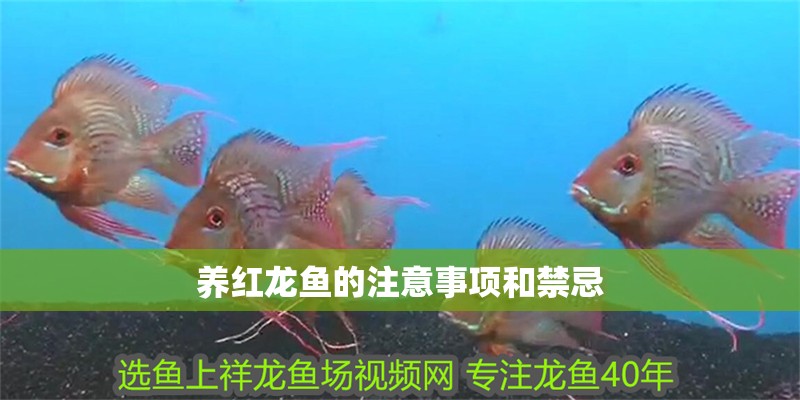 養紅龍魚的注意事項和禁忌