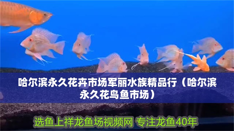 哈爾濱永久花卉市場軍麗水族精品行（哈爾濱永久花鳥魚市場）