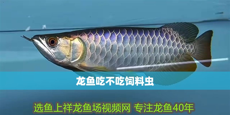 龍魚吃不吃飼料蟲