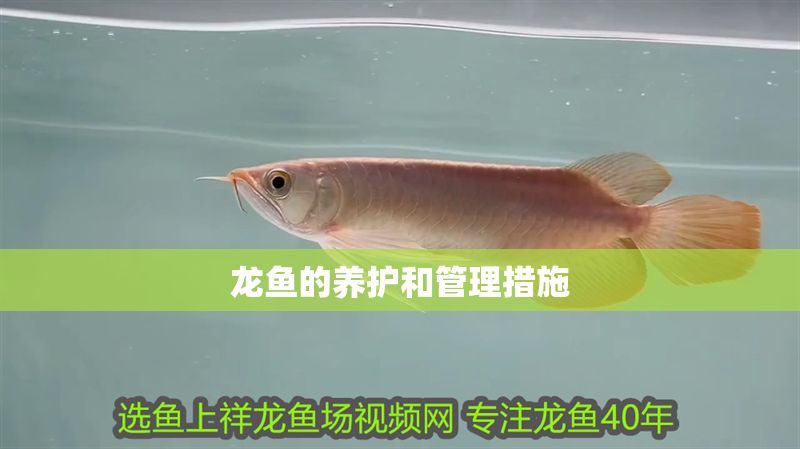 龍魚的養(yǎng)護和管理措施
