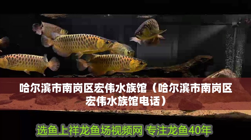 哈爾濱市南崗區(qū)宏偉水族館（哈爾濱市南崗區(qū)宏偉水族館電話）
