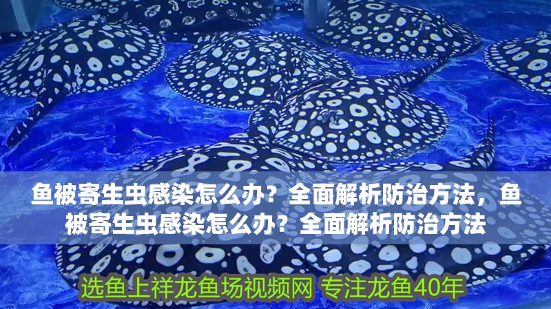 魚被寄生蟲感染怎么辦？全面解析防治方法，魚被寄生蟲感染怎么辦？全面解析防治方法