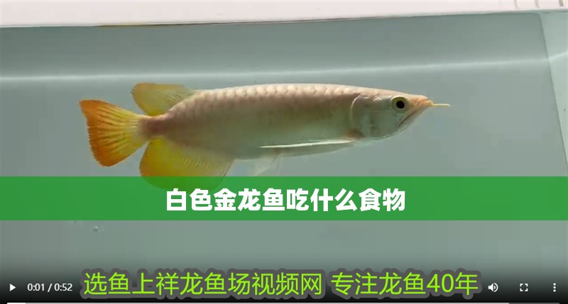 白色金龍魚吃什么食物