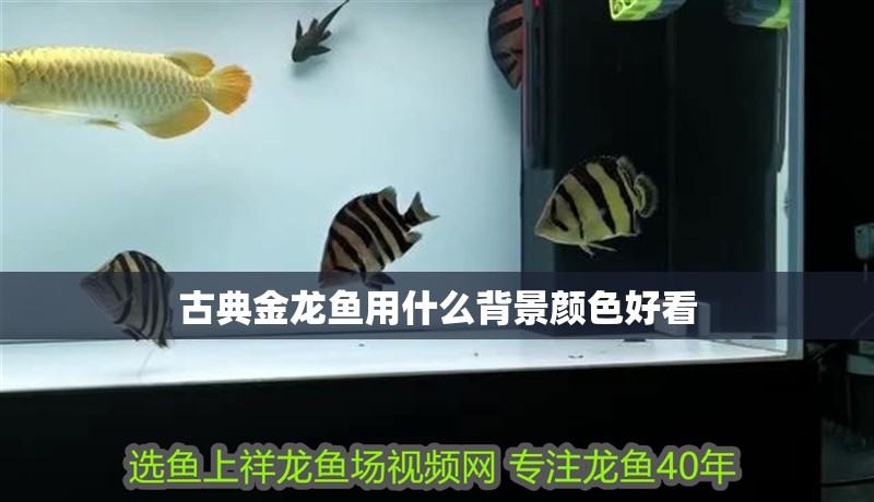 古典金龍魚用什么背景顏色好看