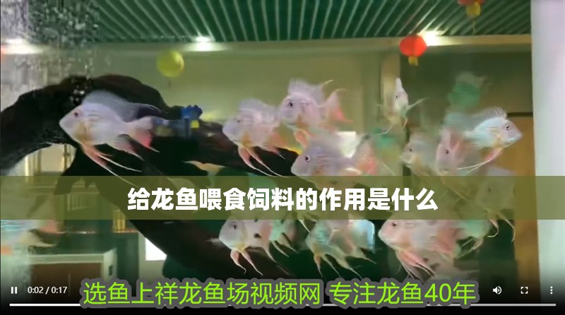 給龍魚喂食飼料的作用是什么