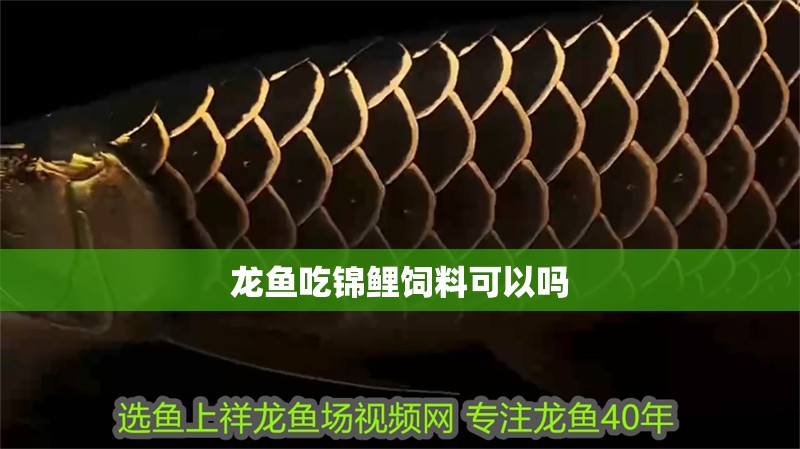 龍魚吃錦鯉飼料可以嗎