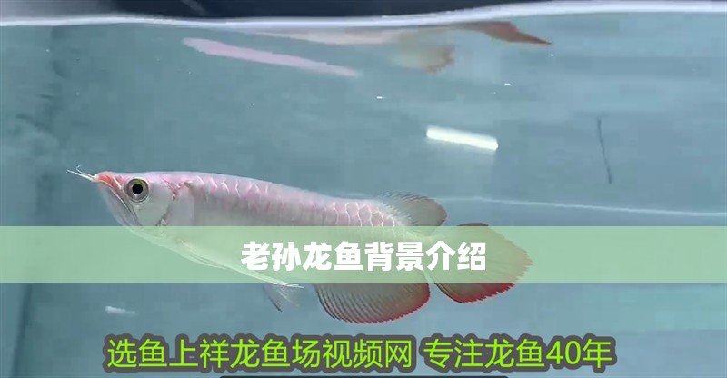 老孫龍魚(yú)背景介紹