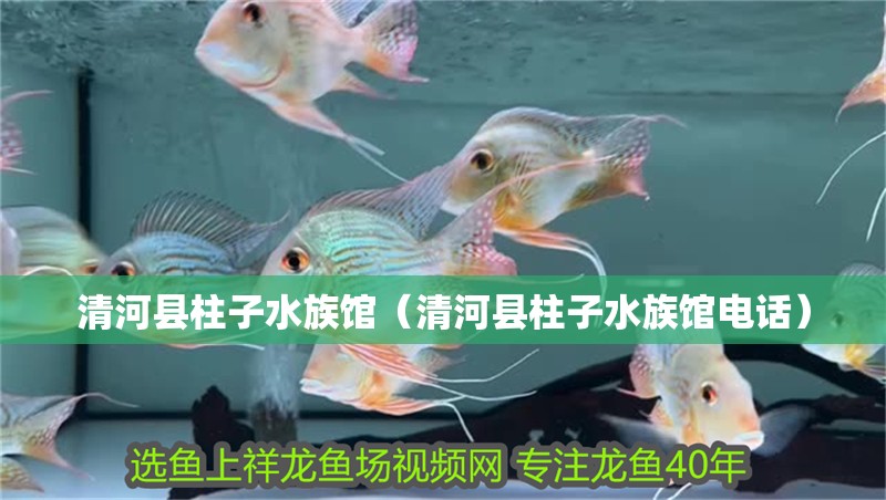 清河縣柱子水族館（清河縣柱子水族館電話）