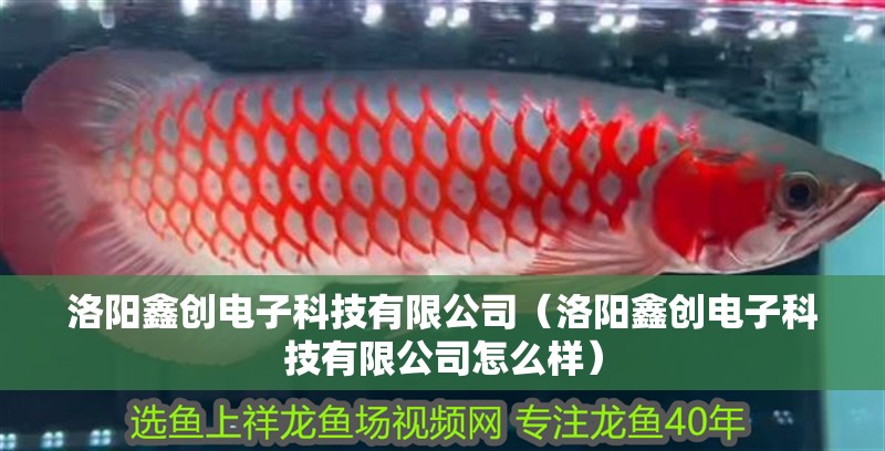 洛陽(yáng)鑫創(chuàng)電子科技有限公司（洛陽(yáng)鑫創(chuàng)電子科技有限公司怎么樣）