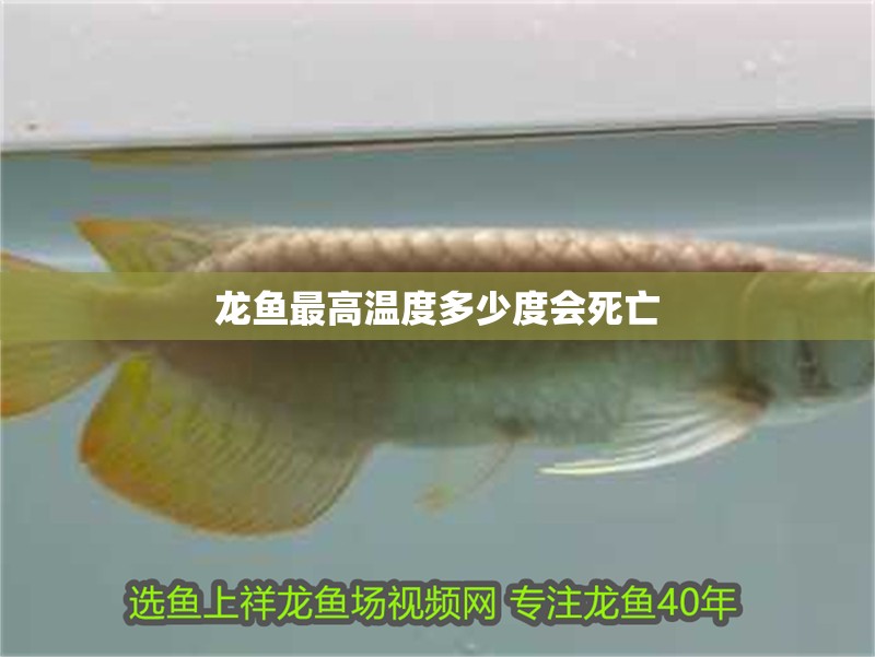 龍魚最高溫度多少度會死亡