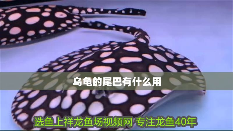 烏龜的尾巴有什么用