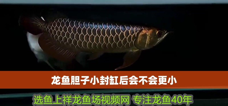 龍魚膽子小封缸后會不會更小