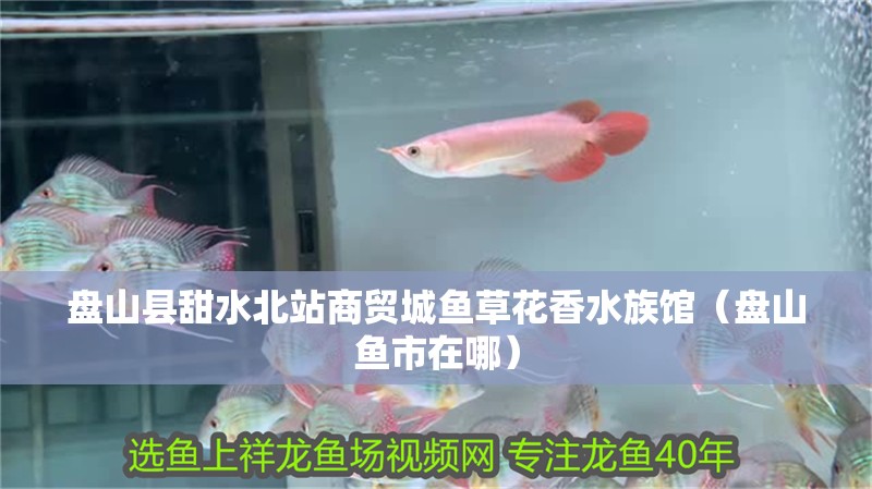 盤山縣甜水北站商貿(mào)城魚草花香水族館（盤山魚市在哪）
