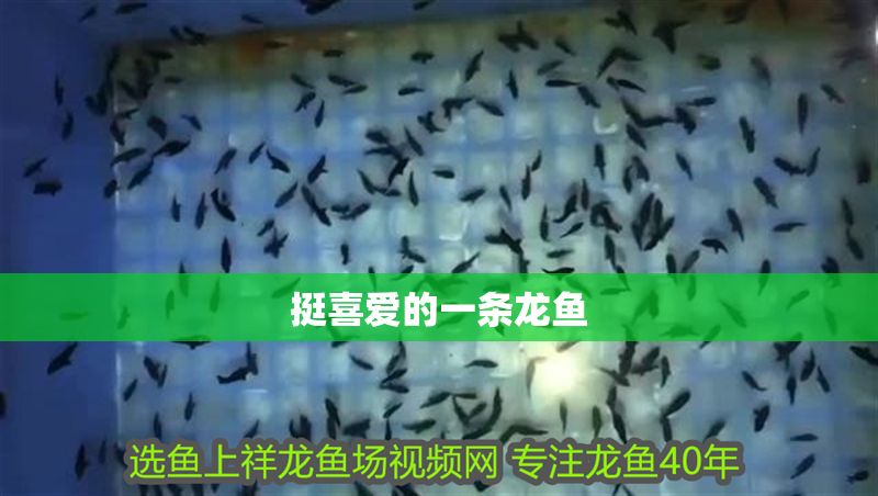 挺喜愛的一條龍魚