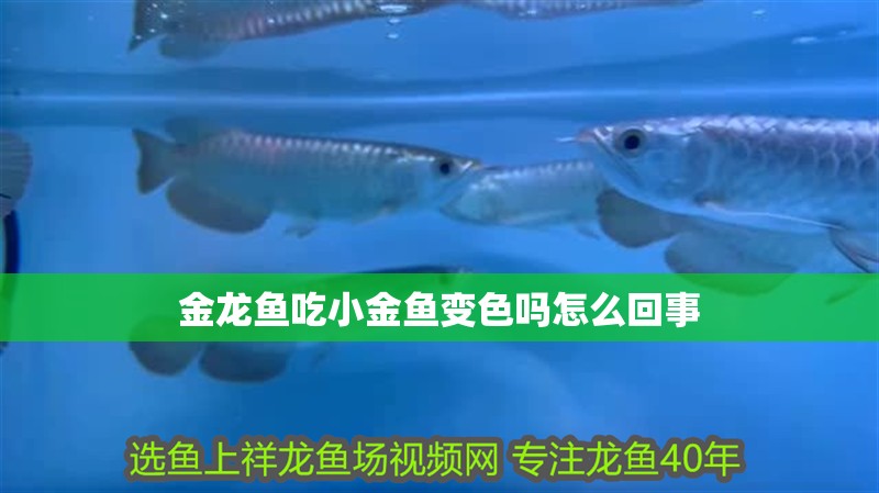 金龍魚吃小金魚變色嗎怎么回事
