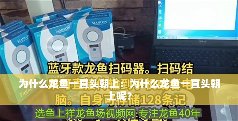 為什么龍魚一直頭朝上：為什么龍魚一直頭朝上呢？