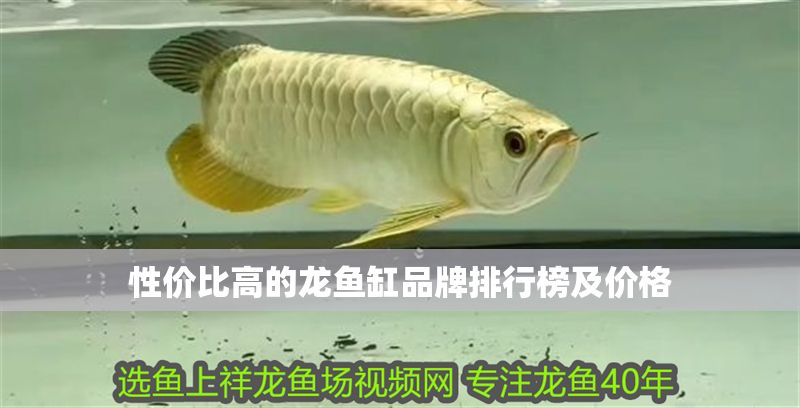 性價比高的龍魚缸品牌排行榜及價格