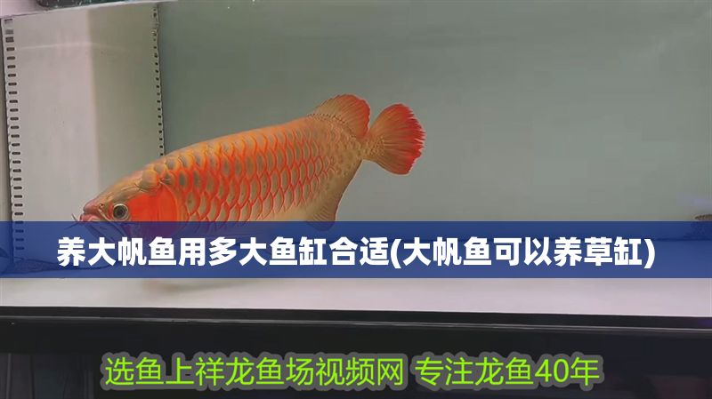養大帆魚用多大魚缸合適(大帆魚可以養草缸)