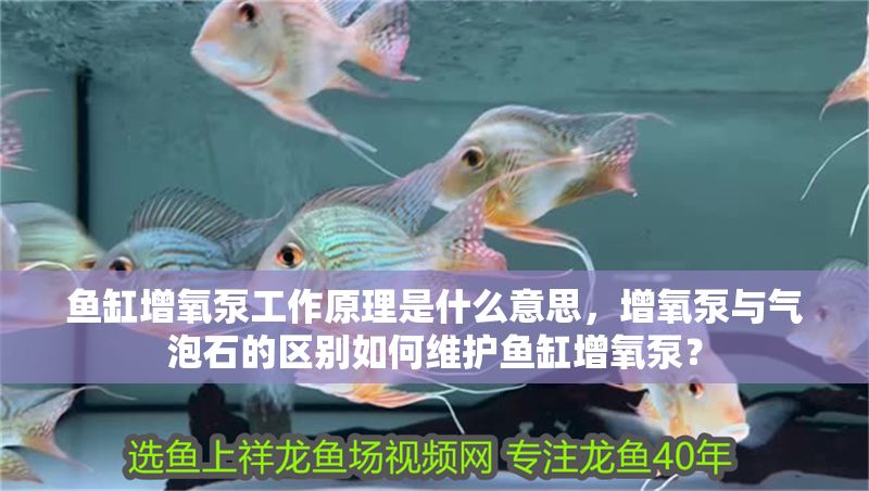 魚(yú)缸增氧泵工作原理是什么意思，增氧泵與氣泡石的區(qū)別如何維護(hù)魚(yú)缸增氧泵？