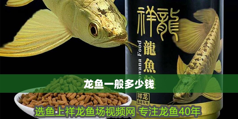 龍魚一般多少錢