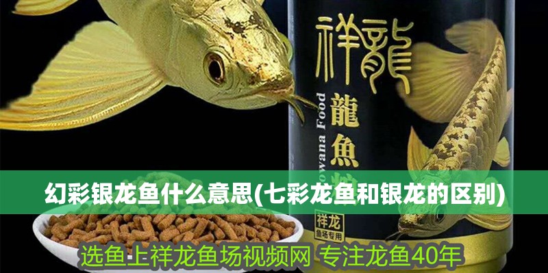 幻彩銀龍魚什么意思(七彩龍魚和銀龍的區別)