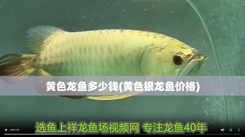 魚缸過濾器選購指南:自制魚缸過濾器魚缸上置過濾器對于養(yǎng)魚愛好者的必備知識 黃色龍魚多少錢(黃色銀龍魚價格) 銀龍魚百科 黃色龍魚多少錢(黃色銀龍魚價格) 黃色龍魚多少錢(黃色銀龍魚價格) 銀龍魚百科
