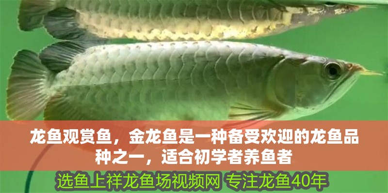 龍魚觀賞魚，金龍魚是一種備受歡迎的龍魚品種之一，適合初學者養魚者