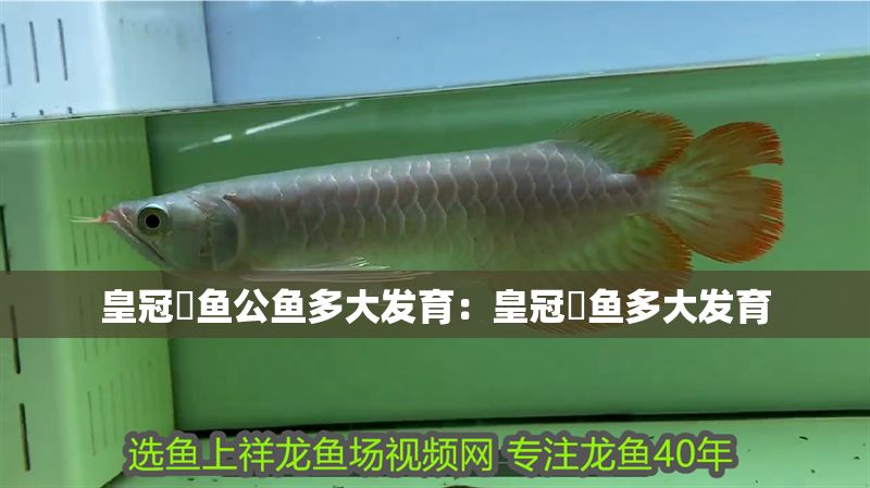 皇冠魟魚公魚多大發(fā)育：皇冠魟魚多大發(fā)育