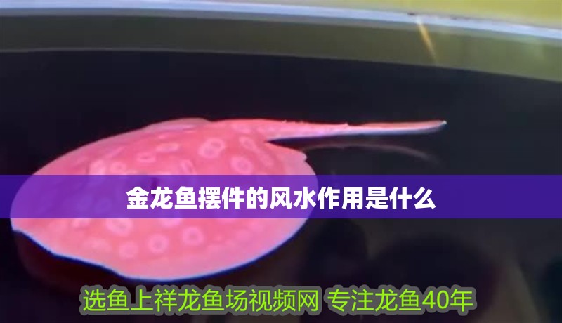 金龍魚擺件的風水作用是什么 龍魚百科 第2張 金龍魚擺件的風水作用是什么 金龍魚擺件的風水作用是什么 龍魚百科 第2張