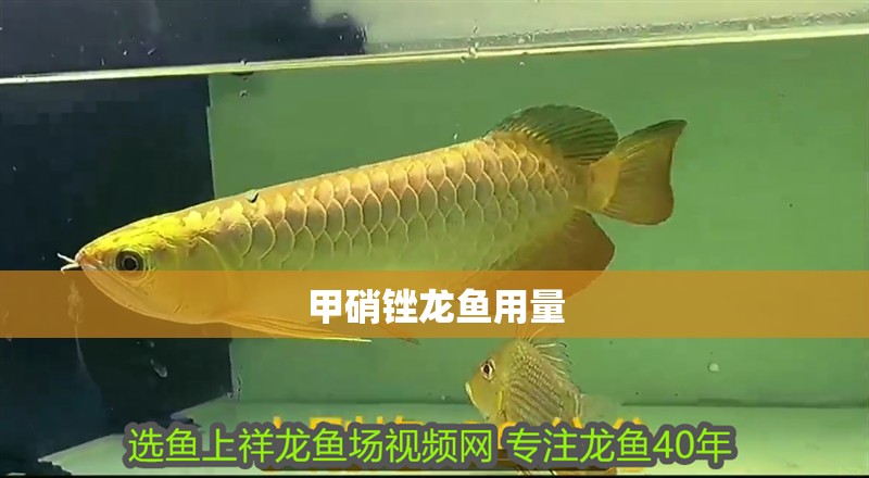 甲硝銼龍魚用量