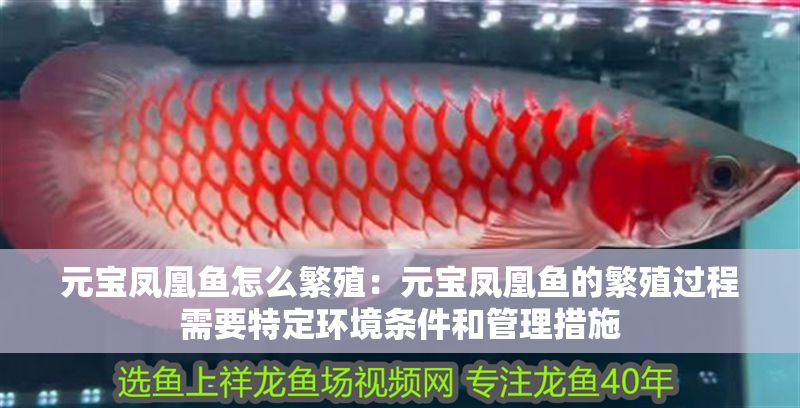 元寶鳳凰魚怎么繁殖：元寶鳳凰魚的繁殖過程需要特定環(huán)境條件和管理措施