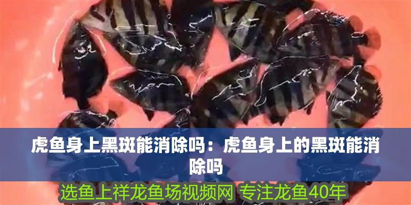 虎魚身上黑斑能消除嗎：虎魚身上的黑斑能消除嗎
