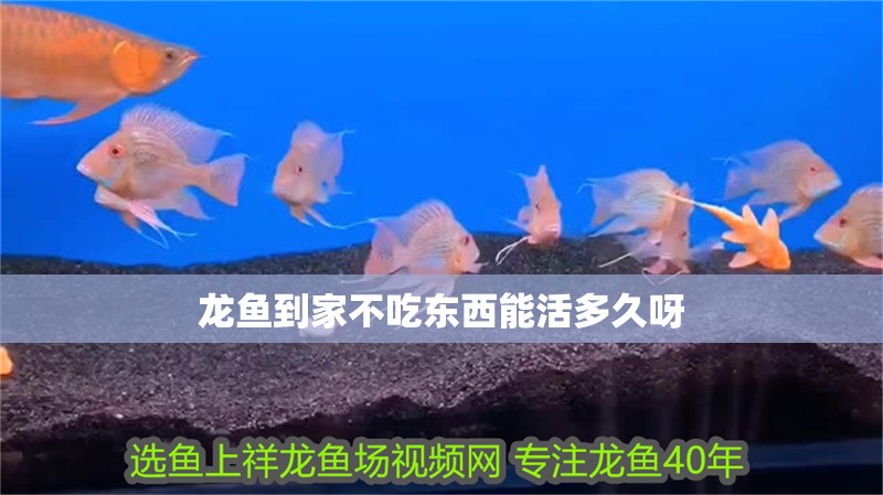龍魚到家不吃東西能活多久呀