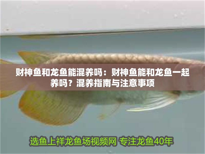 財(cái)神魚和龍魚能混養(yǎng)嗎：財(cái)神魚能和龍魚一起養(yǎng)嗎？混養(yǎng)指南與注意事項(xiàng)