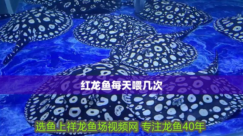 紅龍魚每天喂幾次