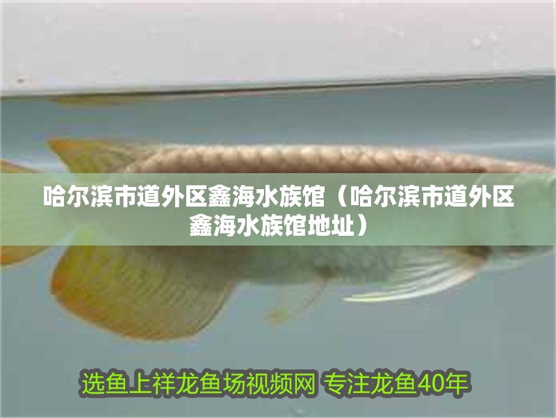 哈爾濱市道外區鑫海水族館（哈爾濱市道外區鑫海水族館地址）