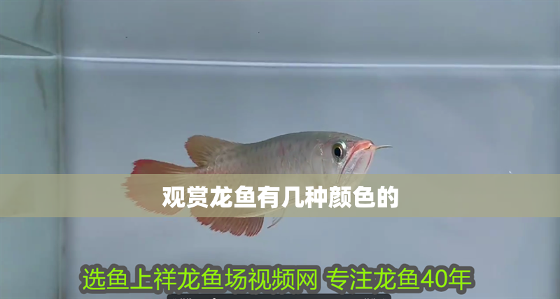 觀賞龍魚有幾種顏色的