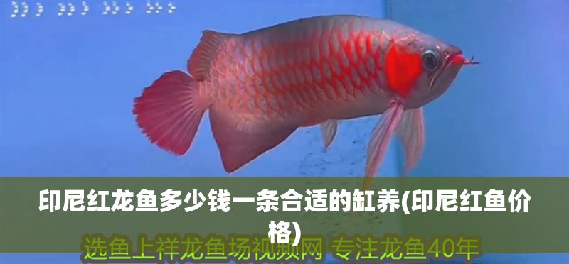 印尼紅龍魚多少錢一條合適的缸養(印尼紅魚價格)