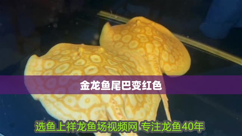 金龍魚尾巴變紅色