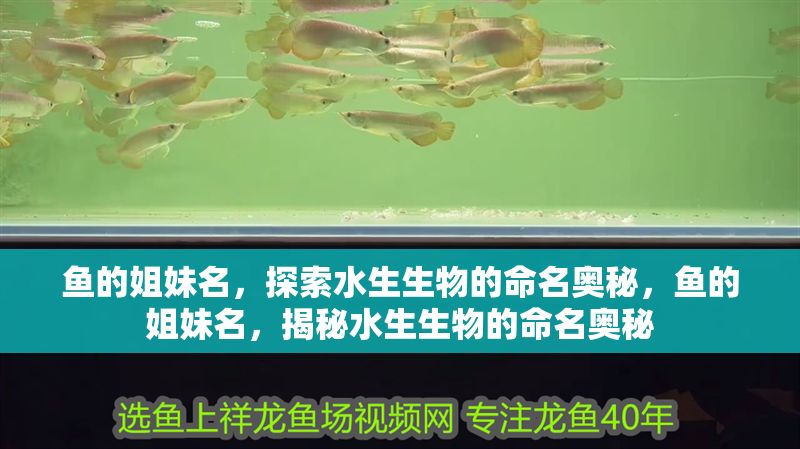 魚的姐妹名，探索水生生物的命名奧秘，魚的姐妹名，揭秘水生生物的命名奧秘 魚的姐妹名，探索水生生物的命名奧秘，魚的姐妹名，揭秘水生生物的命名奧秘 龍魚百科 第1張