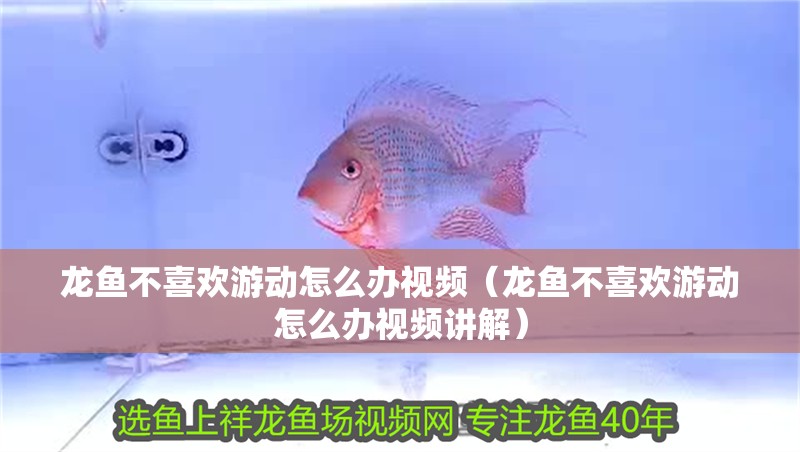 龍魚不喜歡游動怎么辦視頻（龍魚不喜歡游動怎么辦視頻講解）