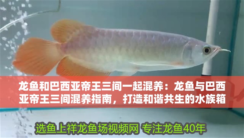 龍魚和巴西亞帝王三間一起混養：龍魚與巴西亞帝王三間混養指南，打造和諧共生的水族箱
