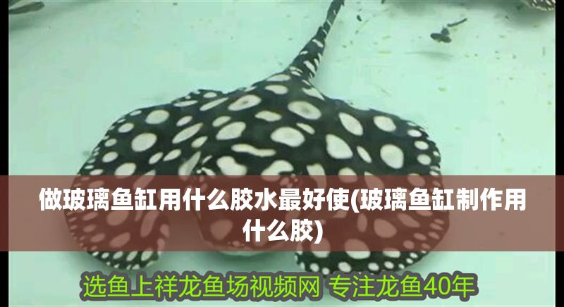 做玻璃魚缸用什么膠水最好使(玻璃魚缸制作用什么膠)