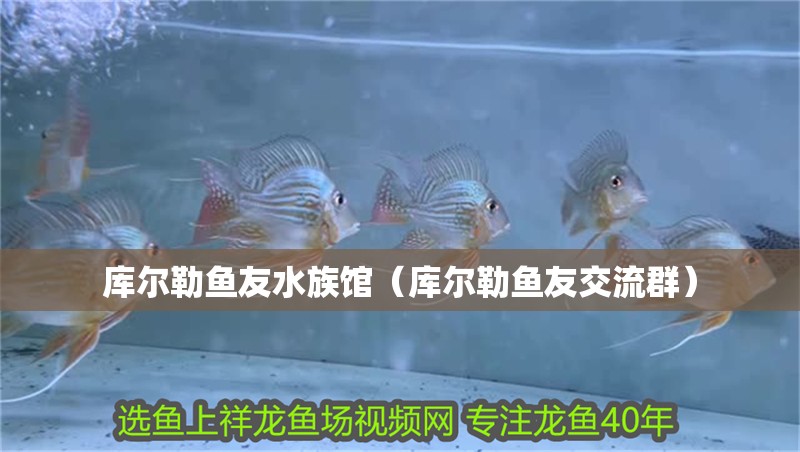 庫爾勒魚友水族館（庫爾勒魚友交流群） 庫爾勒魚友水族館（庫爾勒魚友交流群） 全國水族館企業名錄 第2張